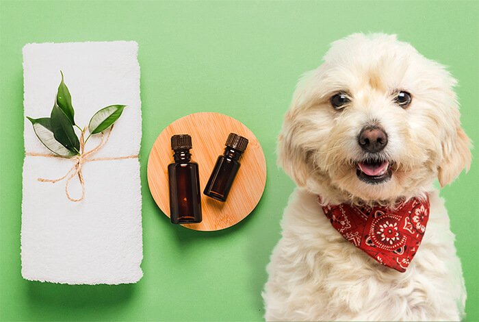 How to Dilute Tea Tree Oil for Dogs